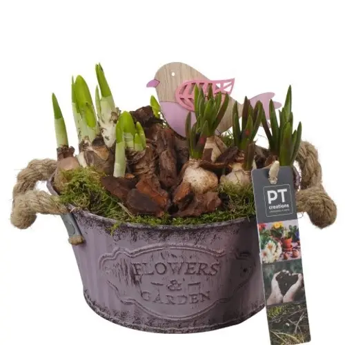 Zwiebel.Arr mix PTBM3765 T16 H018