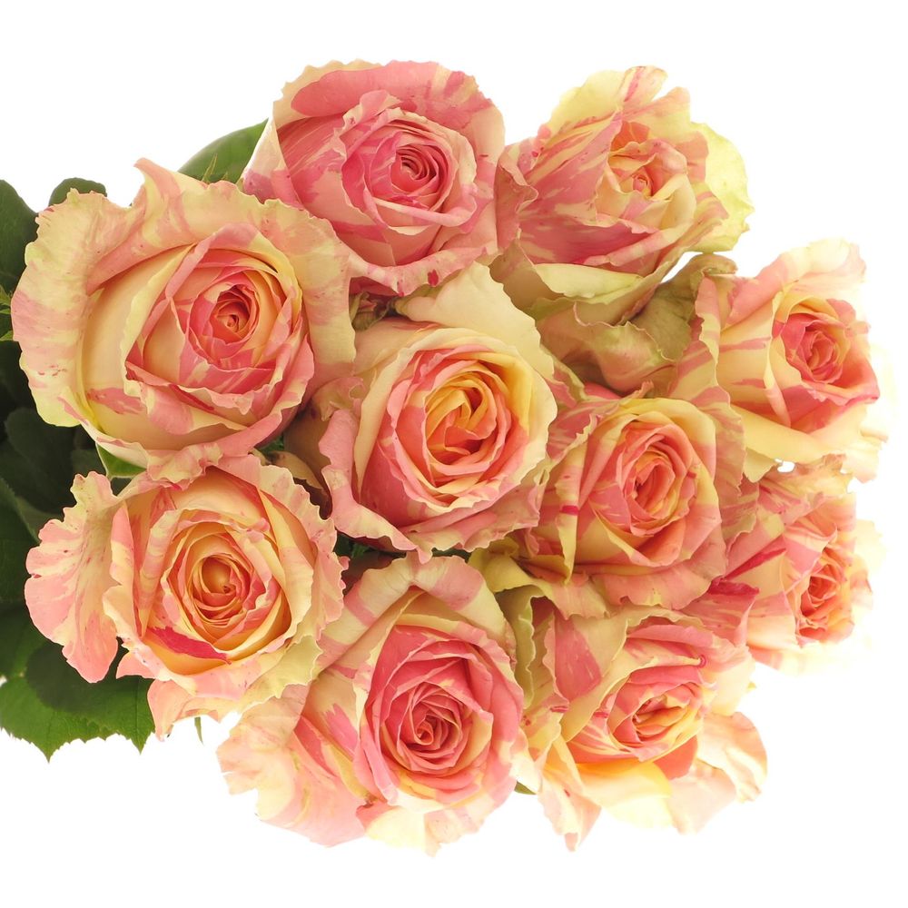 Rose creme/rosa Fiesta 80cm