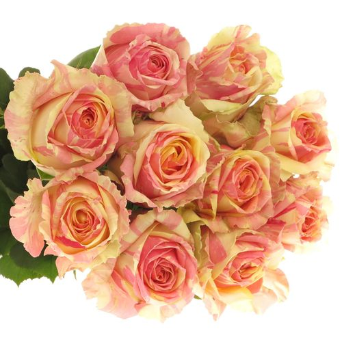 Rose creme/rosa Fiesta 80cm