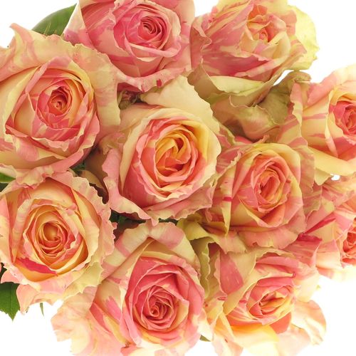 Rose creme/rosa Fiesta 80cm