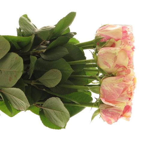 Rose creme/rosa Fiesta 80cm