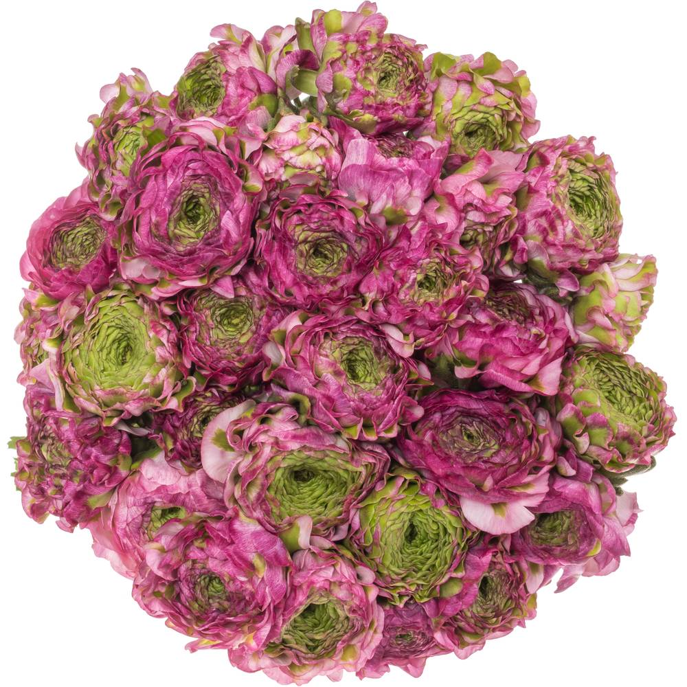 Ranunkel lila Malva 40cm