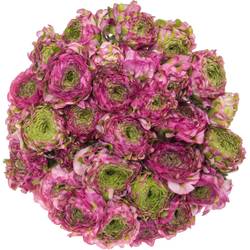 Ranunkel lila Malva 40cm