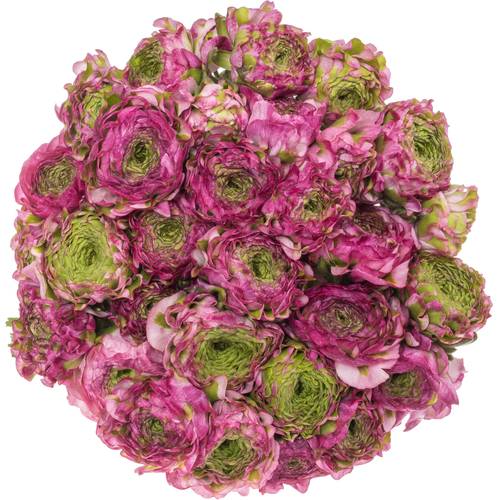 Ranunkel lila Malva 40cm