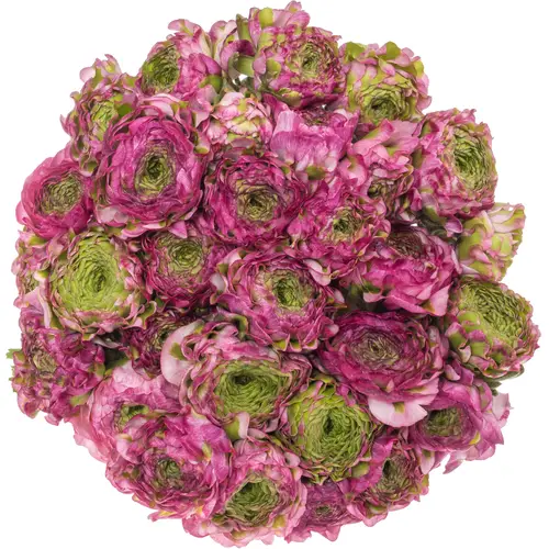 Ranunkel lila Malva 40cm