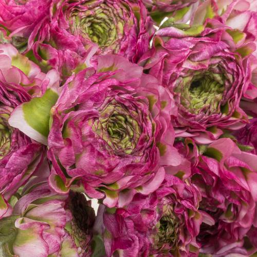 Ranunkel lila Malva 40cm