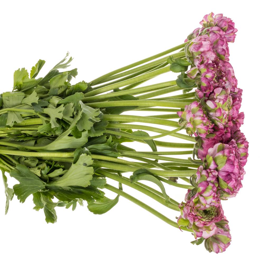 Ranunkel lila Malva 40cm