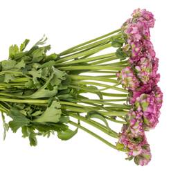 Ranunkel lila Malva 40cm