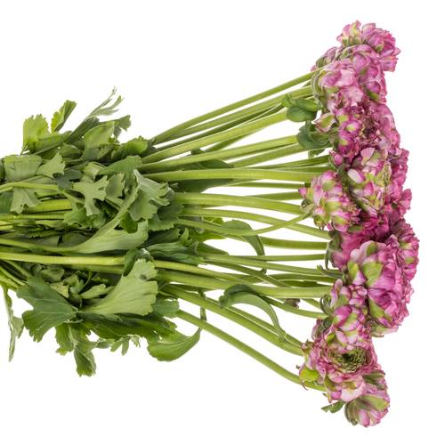 Ranunkel lila Malva 40cm