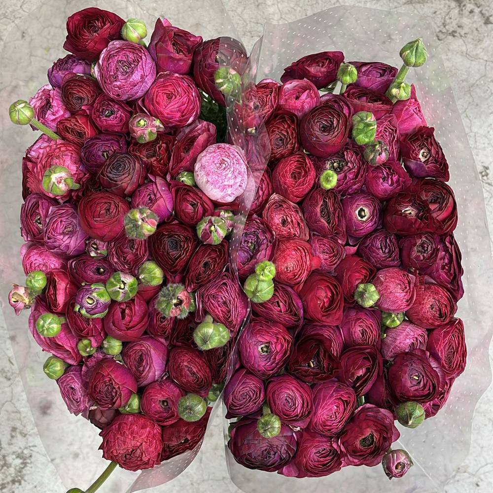 Ranunkel lila Malva 40cm