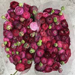 Ranunkel lila Malva 40cm