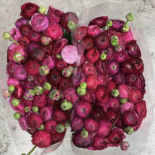 Ranunkel lila Malva 40cm