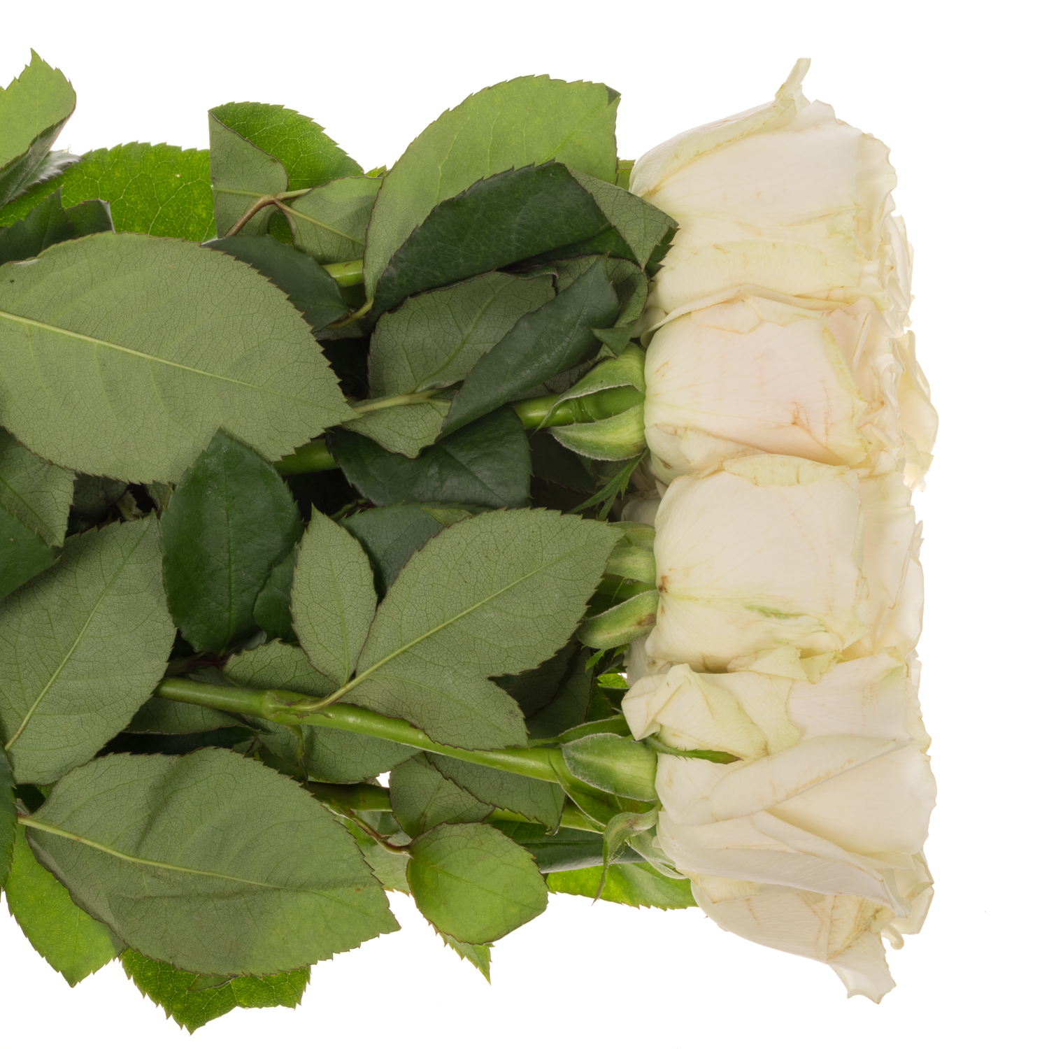 Rose weiss Playa Blanca 60cm