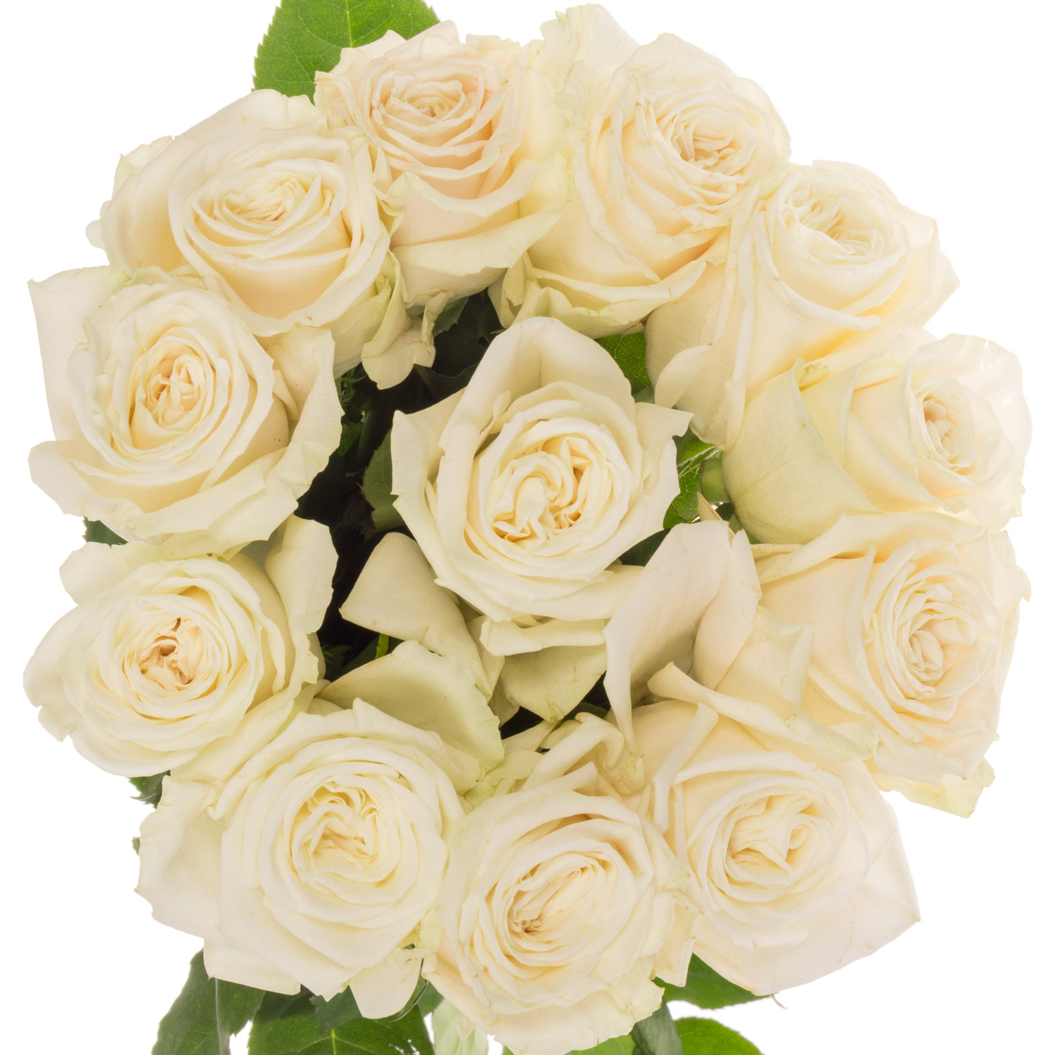 Rose weiss Playa Blanca 60cm