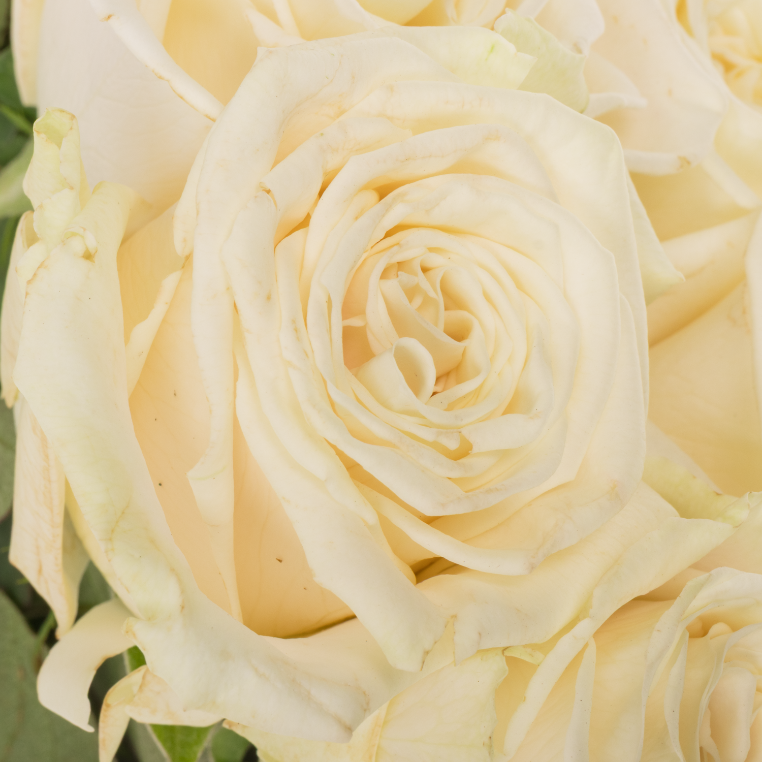 Rose weiss Playa Blanca 60cm