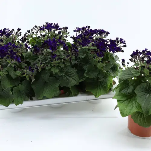 Pericallis lila T13 H027