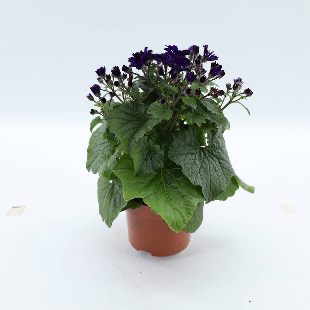 Pericallis lila T13 H027