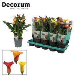 Calla mix Sunny T12 H035