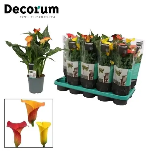 Calla mix Sunny T12 H035