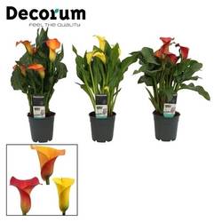 Calla mix Sunny T12 H035