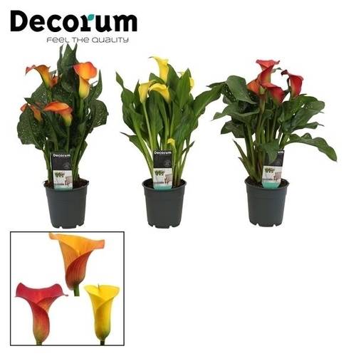 Calla mix Sunny T12 H035