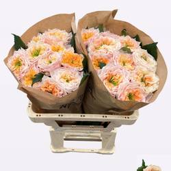 Rose apricot Sira Gardens gefüllt 50cm