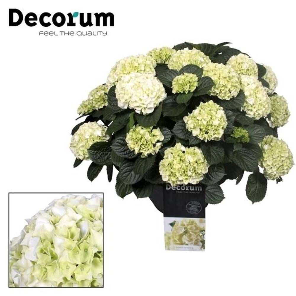 Hortensie Gross weiss 20+Bl. T30 H50