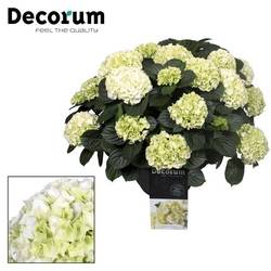 Hortensie Gross weiss 20+Bl. T30 H50