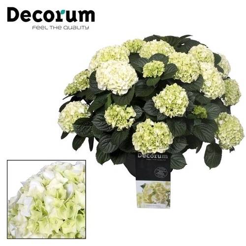 Hortensie Gross weiss 20+Bl. T30 H50