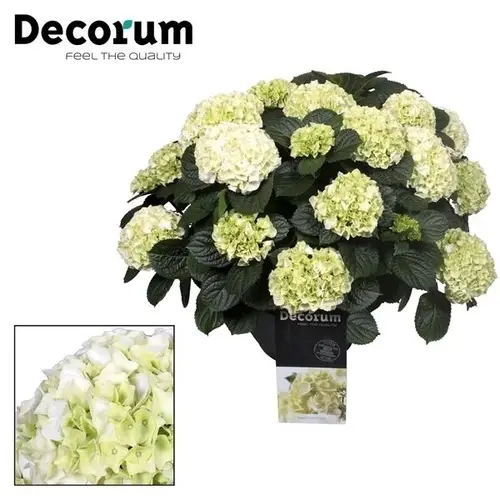 Hortensie Gross weiss 20+Bl. T30 H50