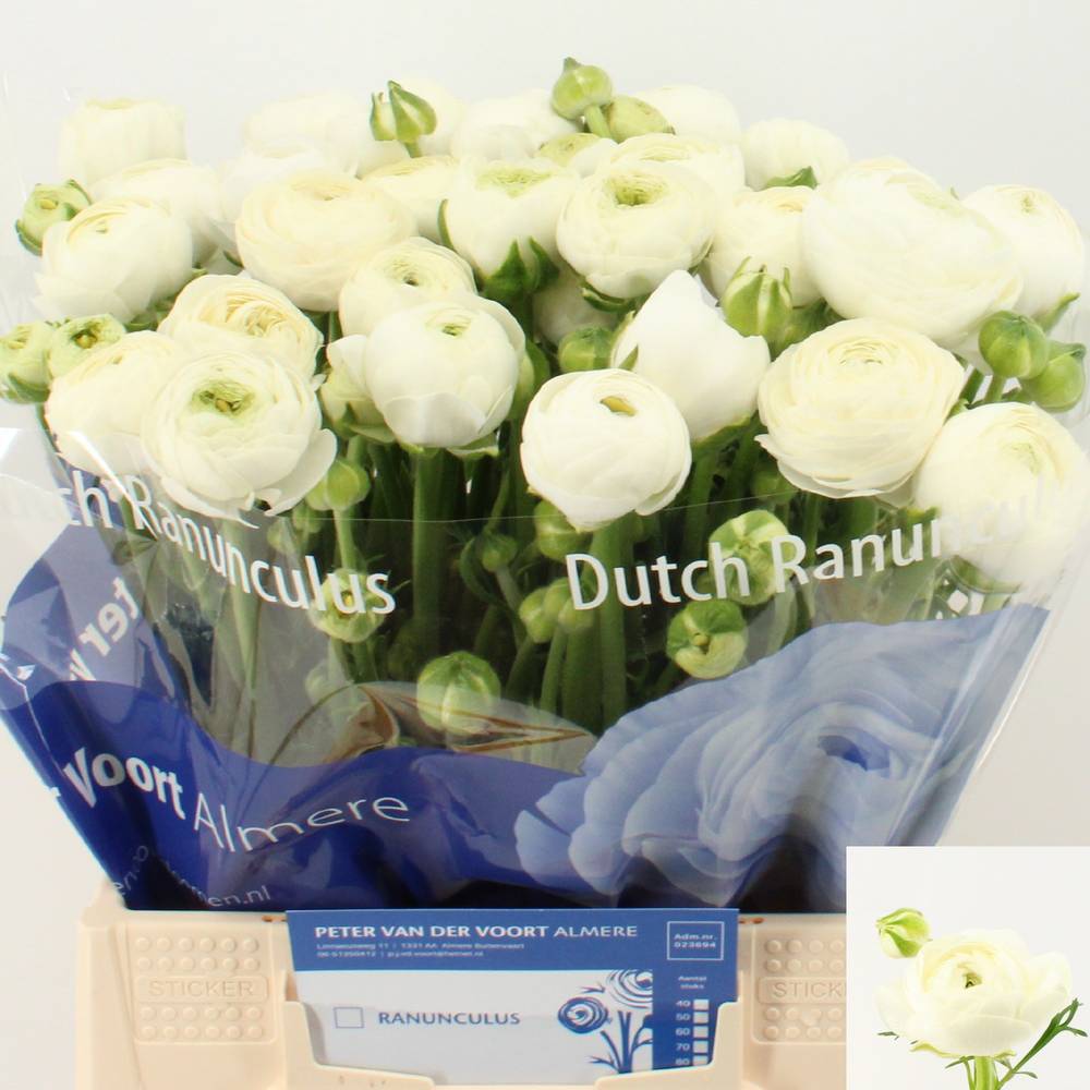 Ranunkel weiss Amandine Snowflake 44 Gramm 44cm