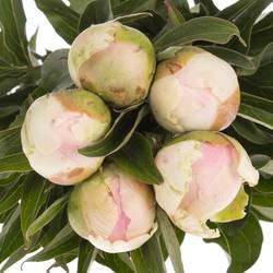 Pfingstrose pink Giant 45cm