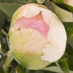 Pfingstrose pink Giant 45cm