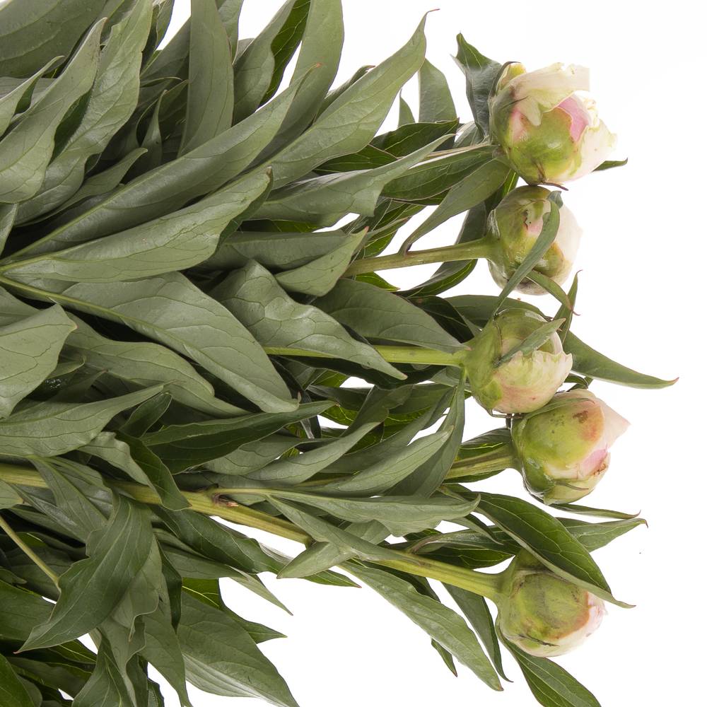 Pfingstrose pink Giant 45cm