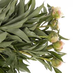 Pfingstrose pink Giant 45cm