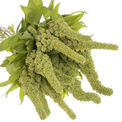 Amaranthus stehend  grün Jumbo