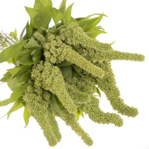 Amaranthus stehend  grün Jumbo