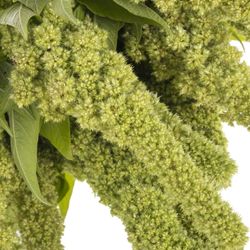 Amaranthus stehend  grün Jumbo