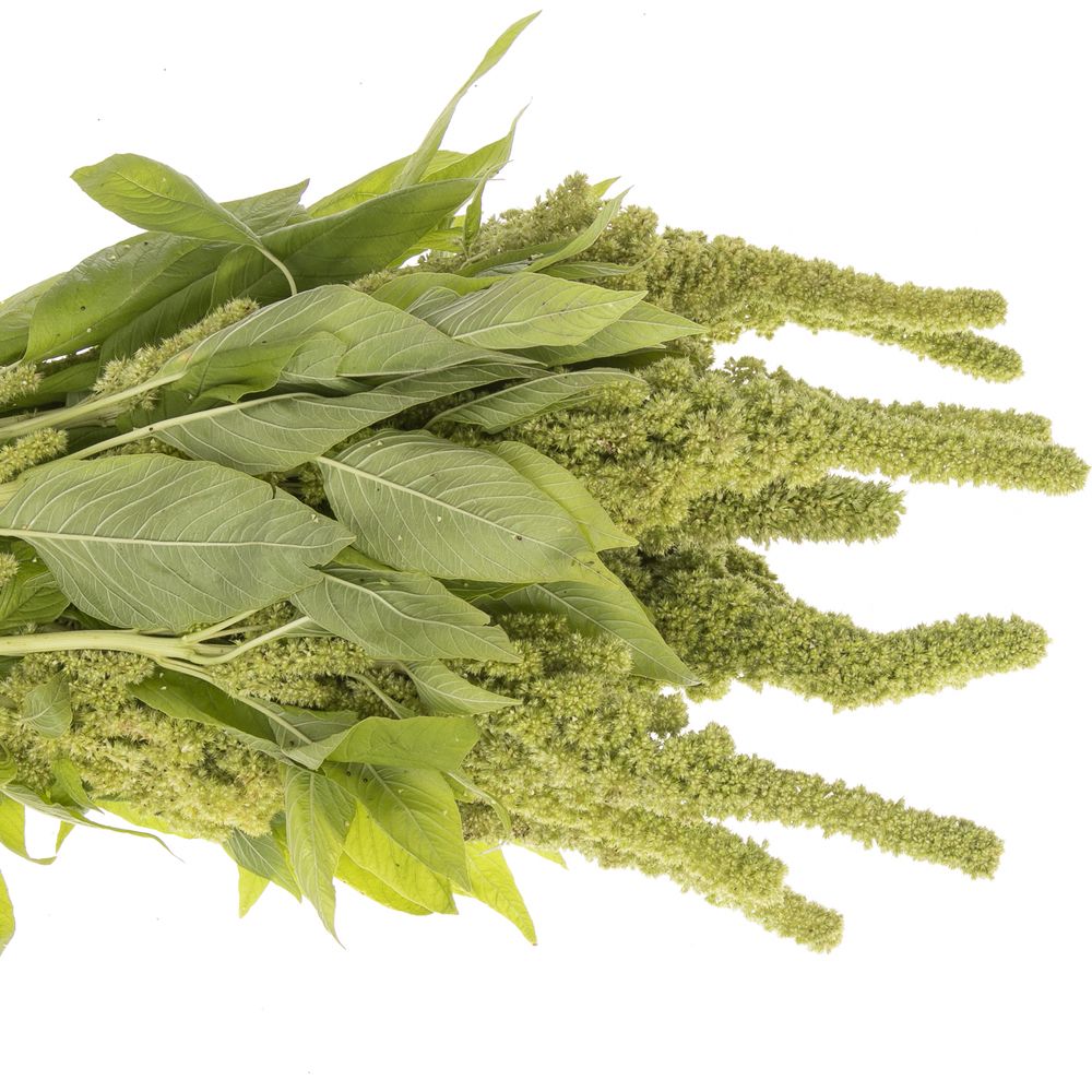 Amaranthus stehend  grün Jumbo