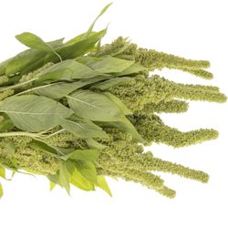 Amaranthus stehend  grün Jumbo