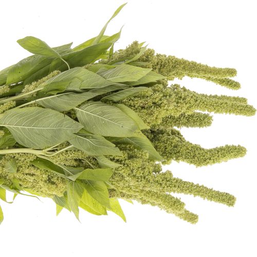 Amaranthus stehend  grün Jumbo