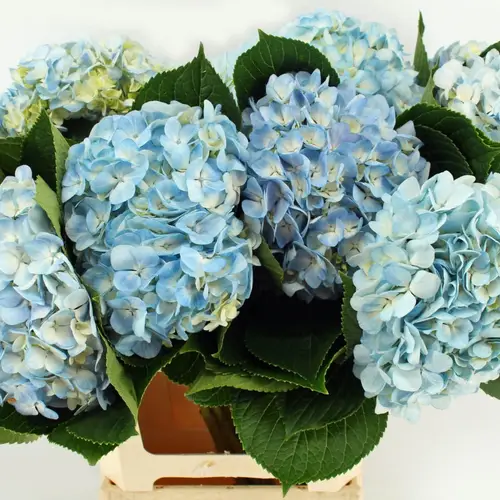 Hortensie hell blau Therese Bol 18cm 65cm