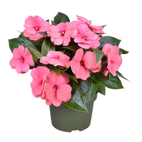Impatiens Neu Guinea rot T13 H025