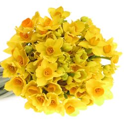 Narzisse gelb Soleir 45cm