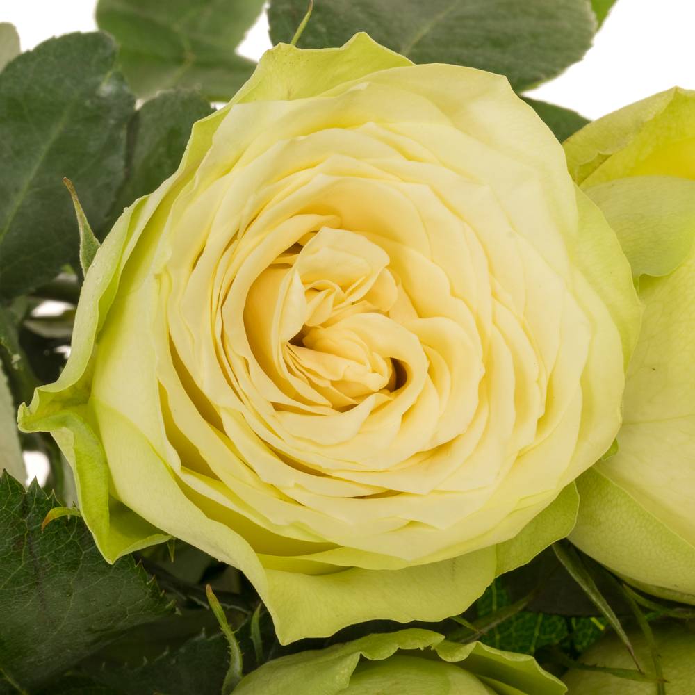 Rose hell grün Hampshire 60cm