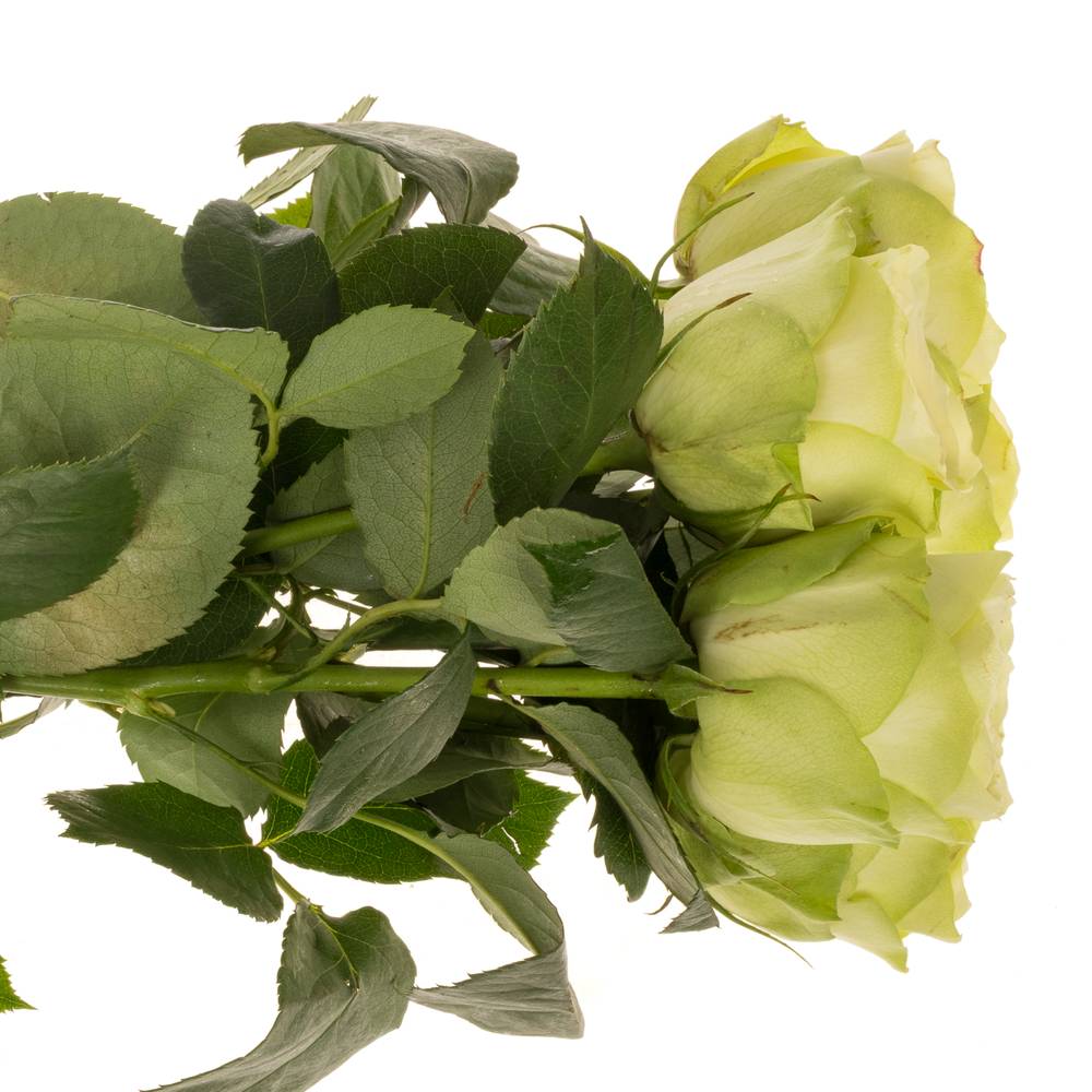 Rose hell grün Hampshire 60cm