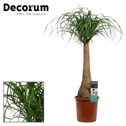Beaucarnea Stamm T24 H90