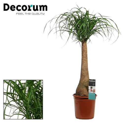 Beaucarnea Stamm T24 H90