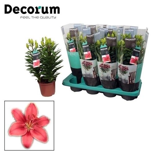 Lilien 3er Aziaat rosa T13 H035