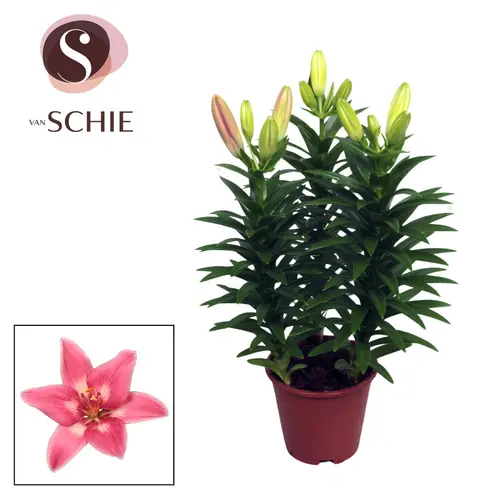Lilien 3er Aziaat rosa T13 H035